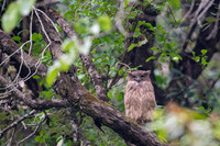 Brown fish owl