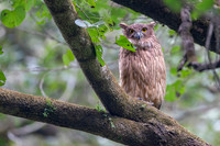 Brown fish owl