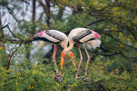 Painted stork