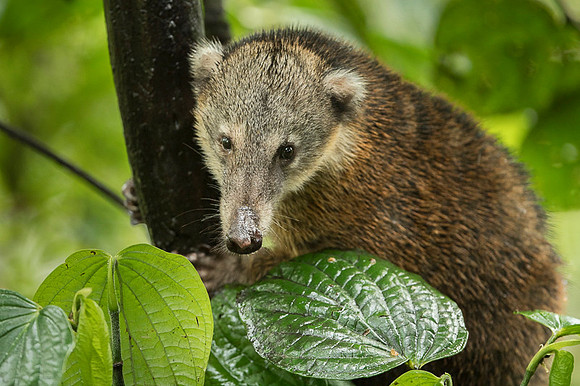 Coati