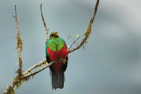 Golden-headed Quetzal
