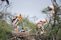 Painted stork