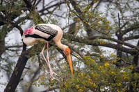 Painted stork