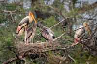 Painted stork