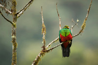 Golden-headed Quetzal
