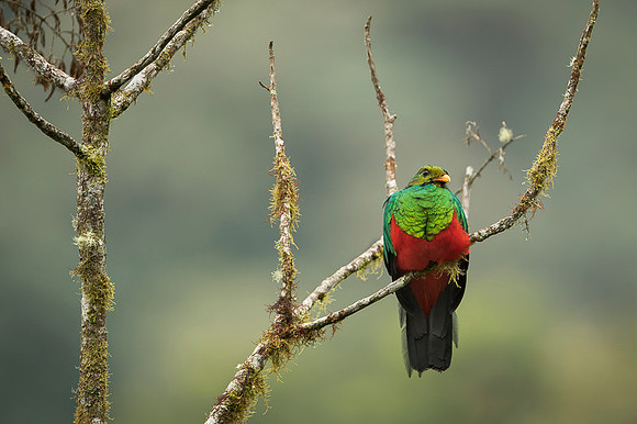 Golden-headed Quetzal