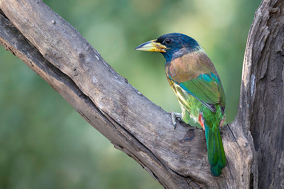 Great barbet