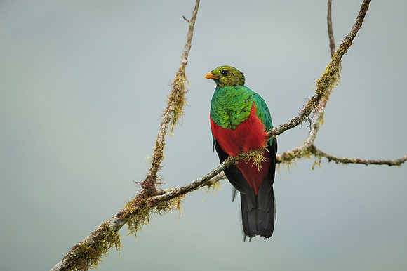 Golden-headed Quetzal