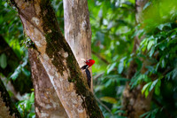 Pale-billed Woodpecker