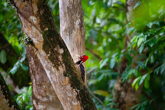 Pale-billed Woodpecker