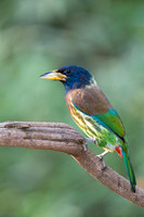 Great barbet