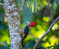 Pale-billed Woodpecker