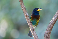 Great barbet
