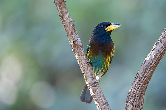 Great barbet