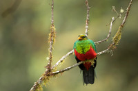 Golden-headed Quetzal