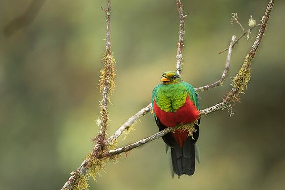 Golden-headed Quetzal