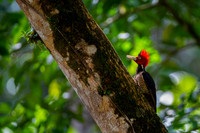 Pale-billed Woodpecker