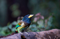 Great barbet