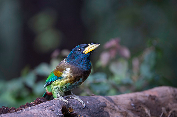 Great barbet