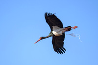 Black stork