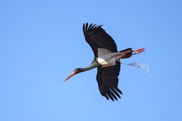 Black stork