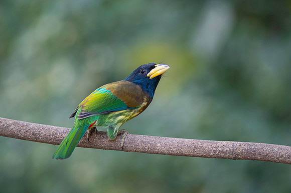 Great barbet