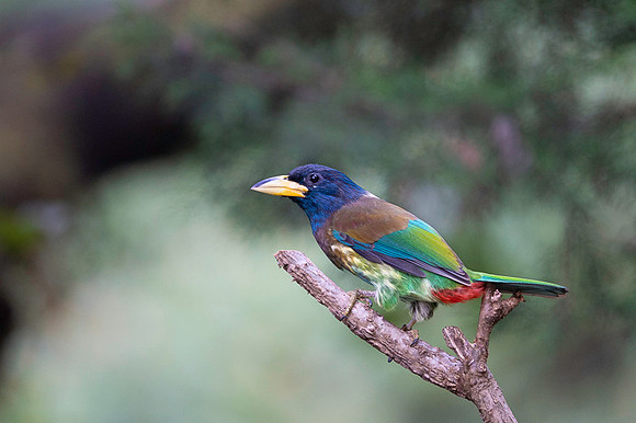 Great barbet