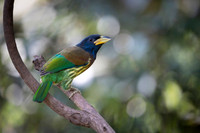 Great barbet