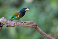 Great barbet