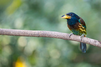 Great barbet