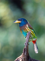 Great barbet