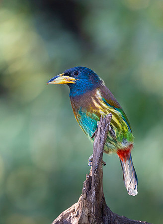 Great barbet
