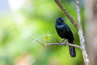 Melodius Blackbird