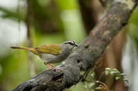 Saltator