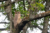 Brown fish owl