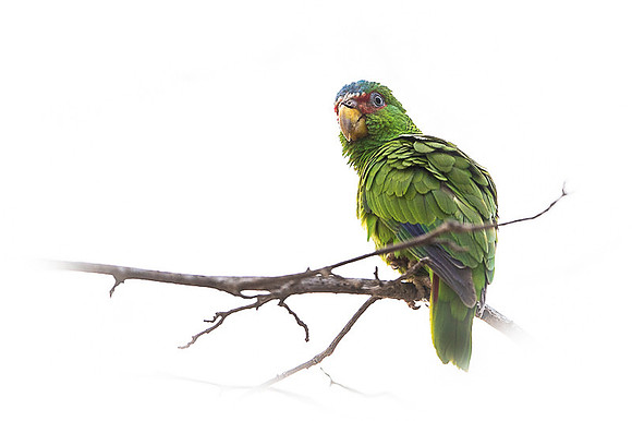White-fronted Parrot