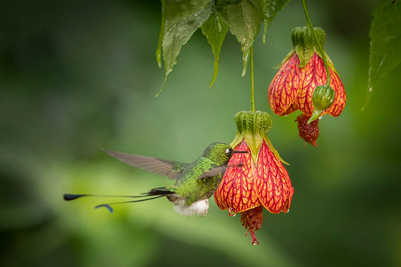 Booted Racket-tail