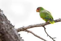 White-fronted Parrot