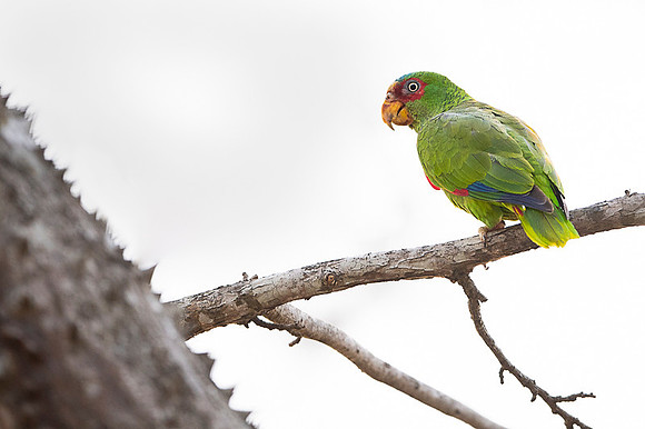 White-fronted Parrot