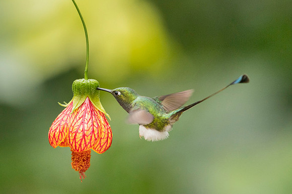 Booted Racket-tail