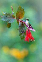 Booted Racket-tail