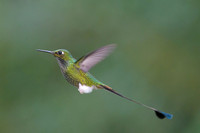 Booted Racket-tail
