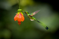 Booted Racket-tail