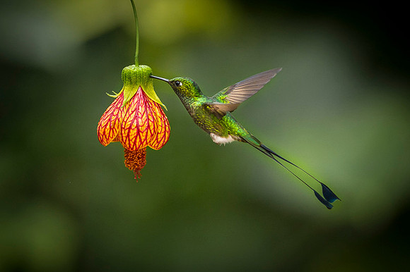 Booted Racket-tail