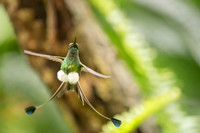 Booted Racket-tail