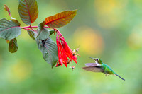 Booted Racket-tail