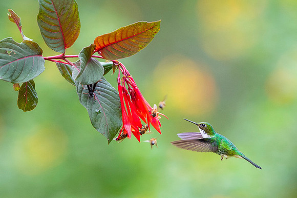 Booted Racket-tail