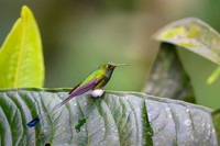 Booted Racket-tail