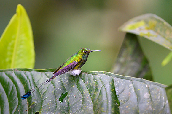 Booted Racket-tail