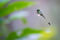 Booted Racket-tail